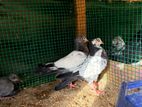 Pigeons