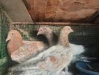 pigeon