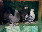 Pigeon