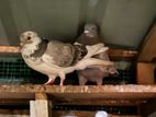 pigeon
