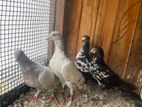 pigeon