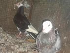 Pigeons