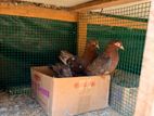 pigeon