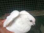 Pigeons