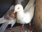 pigeon