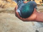 pigeon