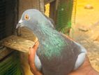 pigeon