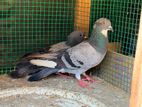 pigeon