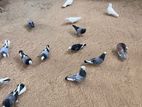 Pigeon