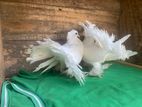 Pigeon