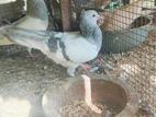 Pigeons