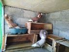 Pigeons