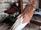 Pigeons