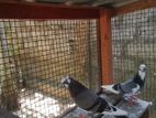 Pigeons