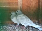 Pigeons
