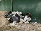 Pigeon