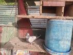 Pigeon