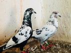 Pigeons