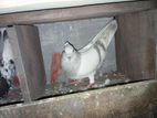 Pigeons