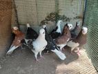 Pigeon
