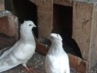 Pigeon