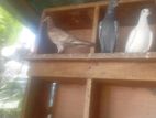 Pigeon