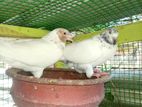 Pigeon