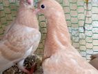 Pigeon