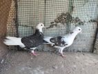 Pigeon