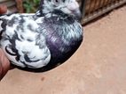 Pigeon
