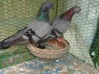 Pigeon