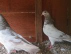 Pigeons