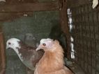 Pigeon