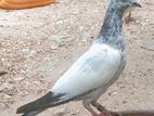 pigeon