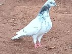 Pigeons