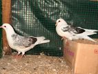Pigeons