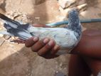 Pigeon