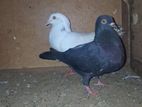 Pigeon