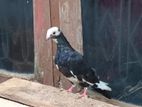 Pigeon