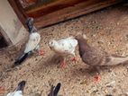Pigeons