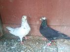 Pigeon