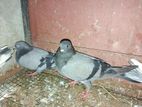 Pigeons