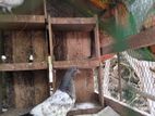 pigeon