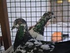 Pigeon