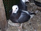 Pigeon
