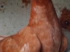 Pigeon