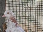 Pigeon