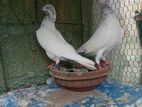Pigeon