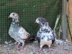 Pigeons
