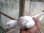 Pigeon